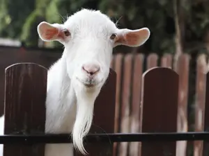 What do goats say to make their kids laugh?