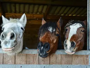 What do horses say to greet each other?
