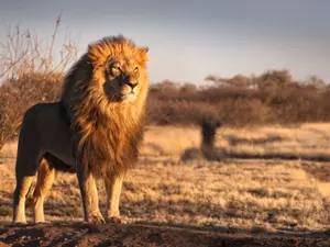 What do lions eat on their cheat day?