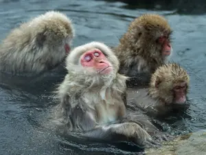 What do monkeys wear when they are cooking?