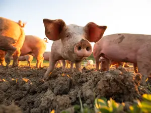 What do pigs always order at Arby's®?