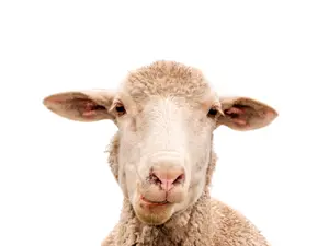 What do sheep always carry on a hot day?