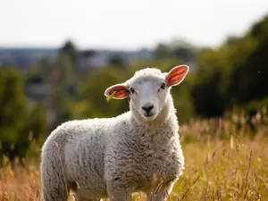 What do sheep do on sunny summer days?