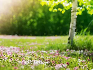 What do the trees say to the flowers in spring?