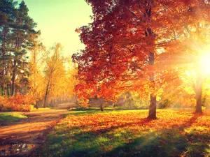 What do trees keep as a pet?