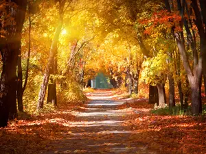 What do trees say when autumn comes?