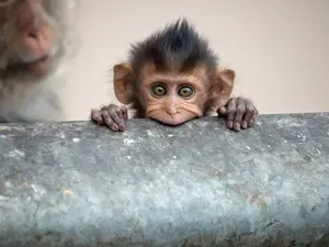 What do you call a baby monkey?