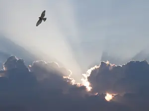 What do you call a bird that's afraid to fly?