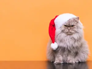 20 Christmas Jokes Yule Love