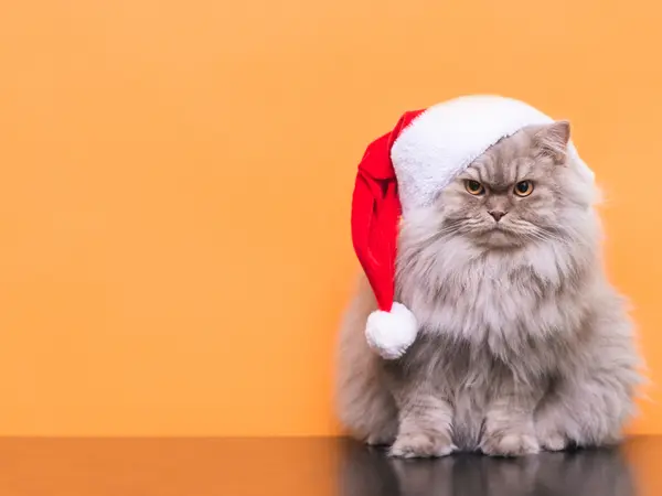 20 Christmas Jokes Yule Love