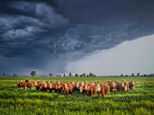 What do you call a cow in a tornado?