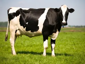 What do you call a cow that can't moo?