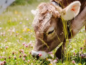 What do you call a cow that eats your grass?