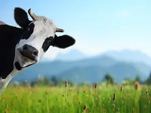 What do you call a cow that just gave birth?