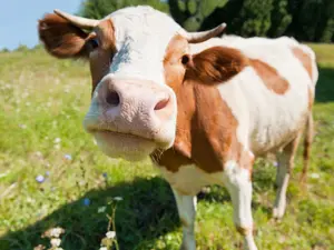 What do you call a cow who loves to work out?