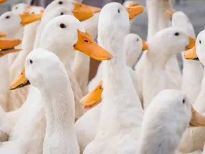 What do you call a crate of ducks?