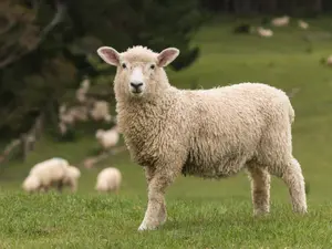 What do you call a dancing sheep?