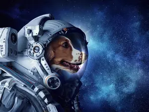 What do you call a dog in space?