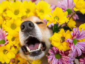 What do you call a dog with spring allergies?