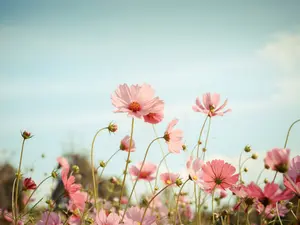 What do you call a flower that runs on electricity?