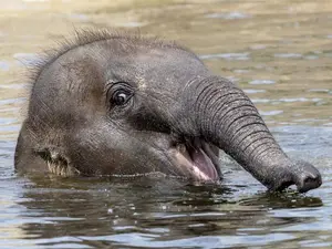 What do you call a group of elephants in the pool?