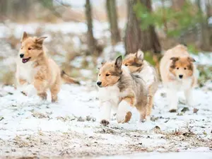 What do you call a litter of young dogs who have come in from the snow?