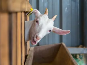 What do you call a mentally unstable goat?