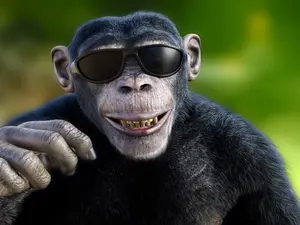 What do you call a monkey that wins a sporting event?