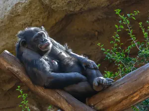 What do you call a monkey who spends a day at the tanning bed?