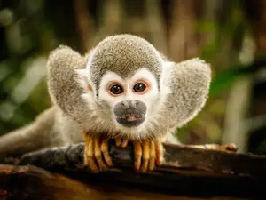 What do you call a monkey who's a whiz at technology?