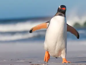 7 Brr-illiant Penguin Jokes