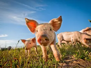 What do you call a pig with no clothes on?