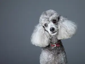 What do you call a poodle that's always wet?