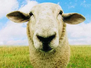 What Do You Call a Sheep Covered in Chocolate?