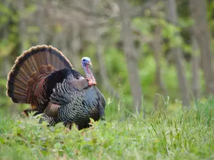 What do you call a turkey the day after Thanksgiving?