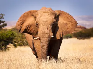 What do you call an elephant in a phone booth?