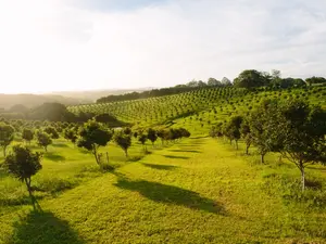 What do you call an orchard full of relatives?