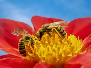 What do you call bees that are best friends?