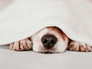 What do you call dogs that rarely bark?