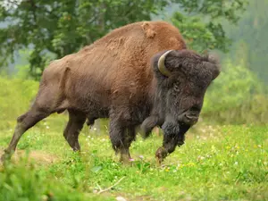 What do you call lending money to a bison?