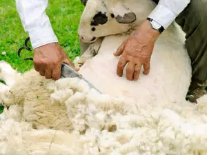 What do you call shaving a crazy sheep?