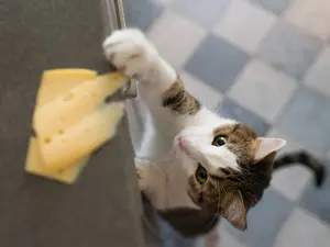 What do you call stolen cheese?