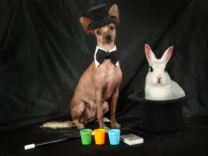 What do you call the dog magician?