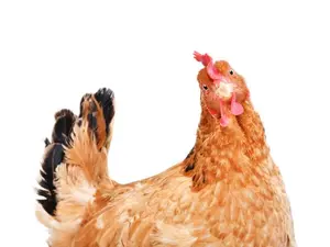 What do you call the hen that regularly counts her eggs?