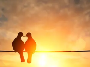 What do you call two birds stuck together?