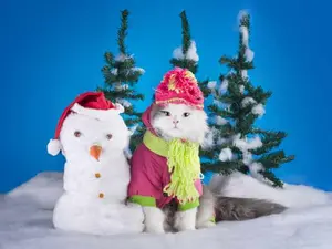 What do you get if you cross a tiger with a snowman?