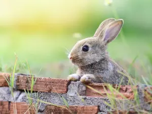 What do you get if you cross an insect with the Easter rabbit?