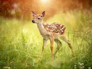 What do you get when you cross Bambi with a ghost?