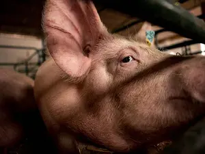 What do you give a sick pig?