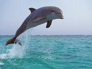 What does a dolphin say when it's confused?